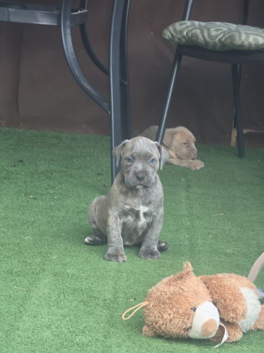 Suczka american bully  xl  z metryką