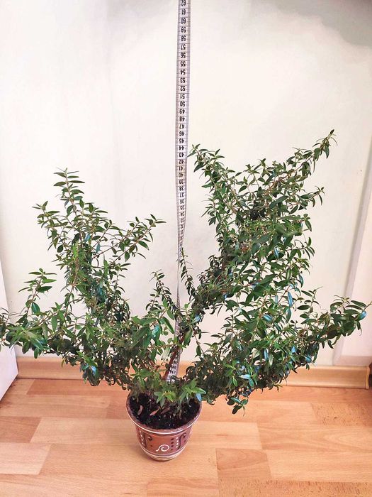 Мирт, миртовое дерево комнатное