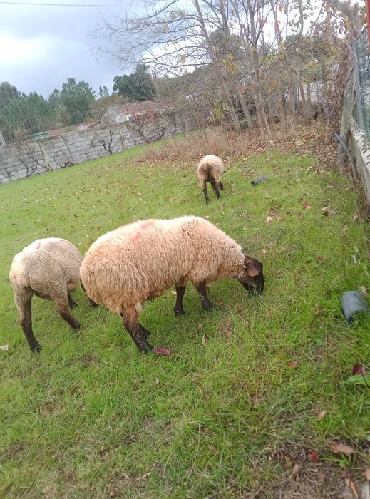 Borrego macho suffolk com 11 meses idade