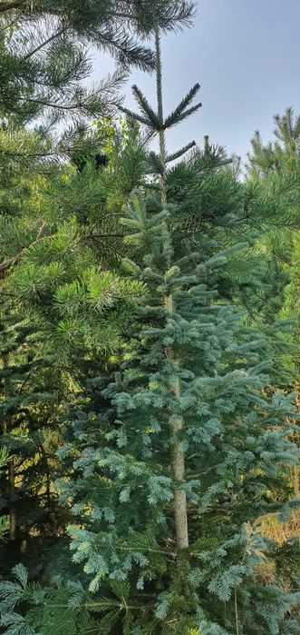 Jodła górska arizońska. Duże drzewa iglaste. Szkółka Jagra Wisznice.