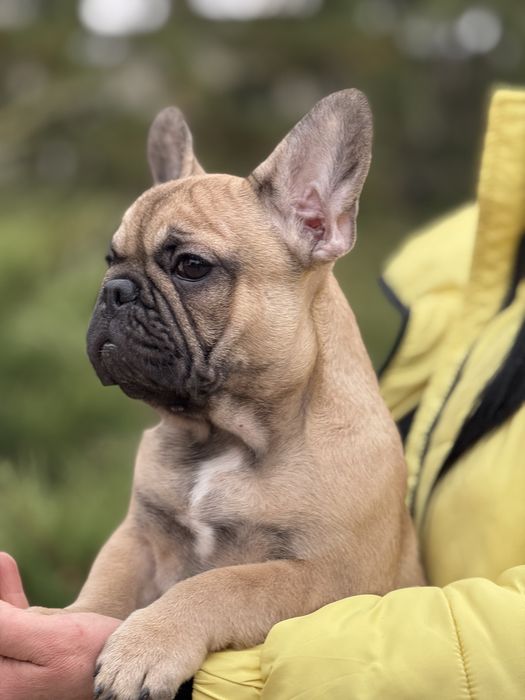 Неймовірна дівчинка з родовідом КСУ
