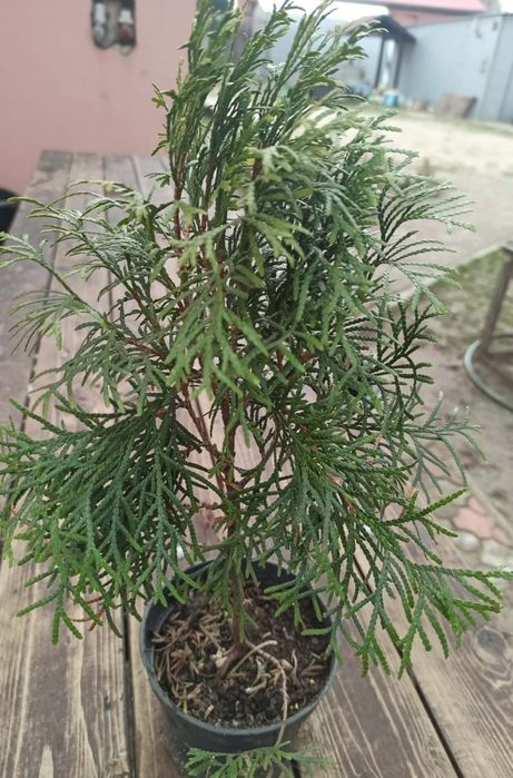 Tuja sadzonki w doniczkach