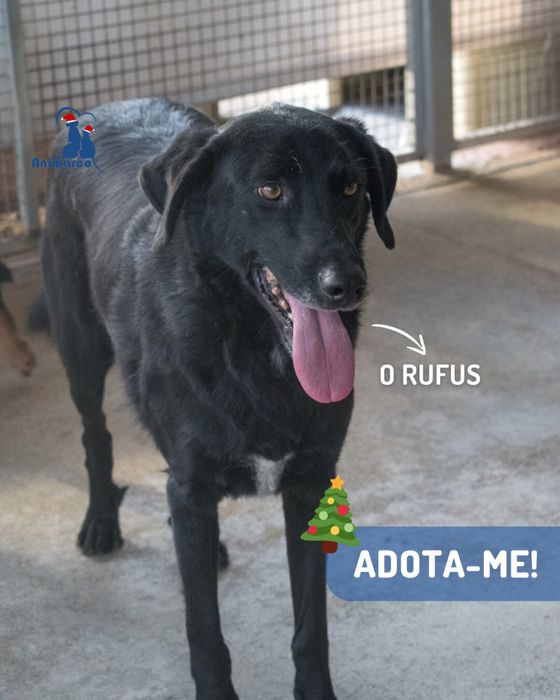 Rufus cao jovem de porte grande