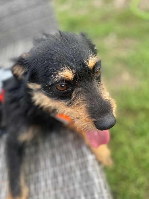 Piesek 1,5 roczny do adopcji