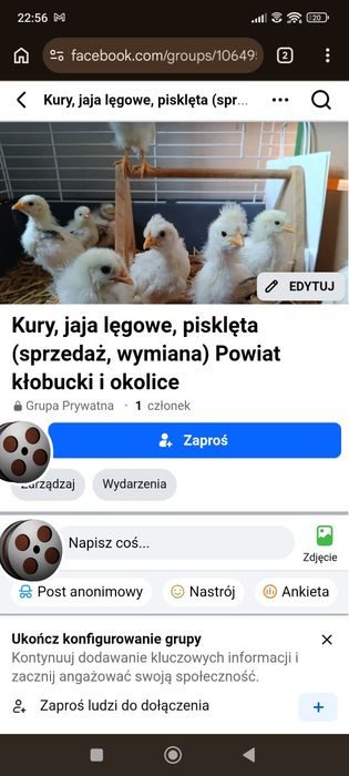 Hodowla kur, porady, sprzedaż, wymiana