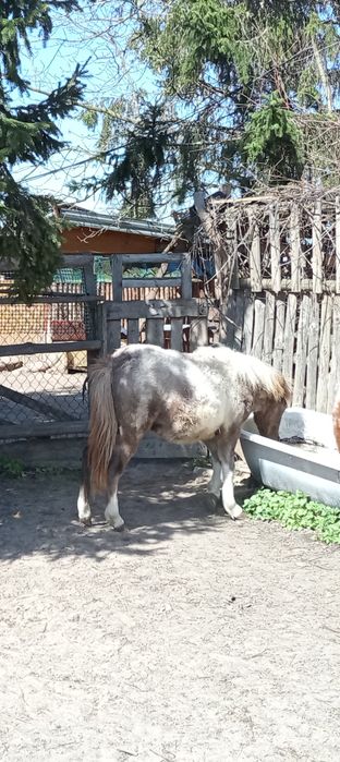 Kucyk Zenek z dokumentami