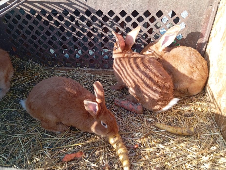 Samiczki burgundzkie