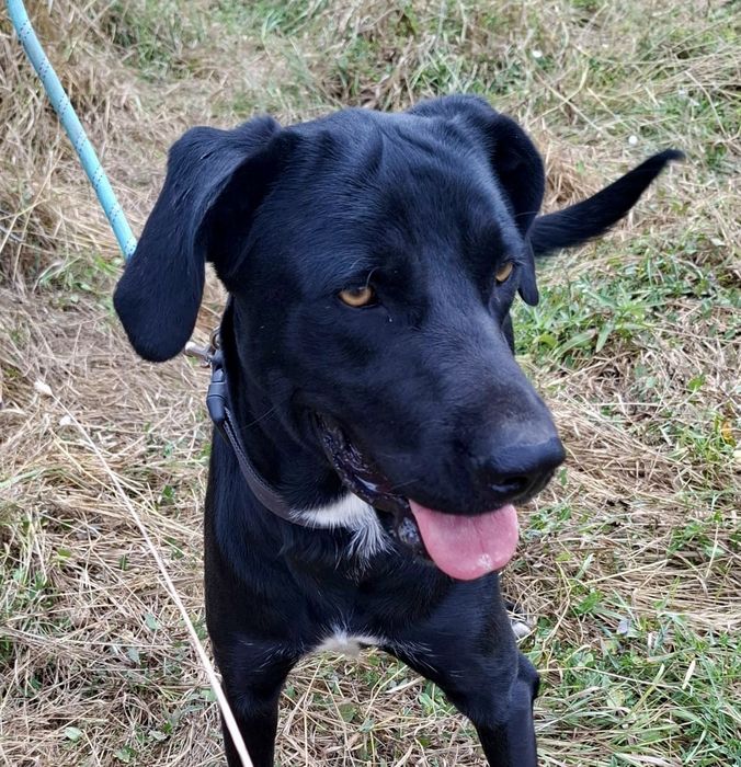 Cudowna Lulu-dobre psie serce, uratowana w Bułgarii.