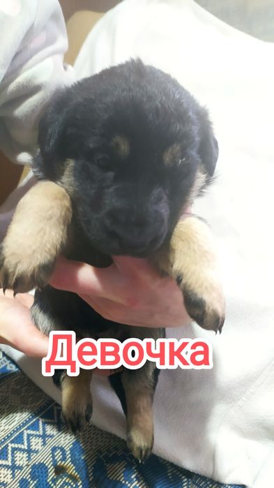 Продам щенков овчарки (ГОТОВЯТСЯ К ПРОДАЖЕ)