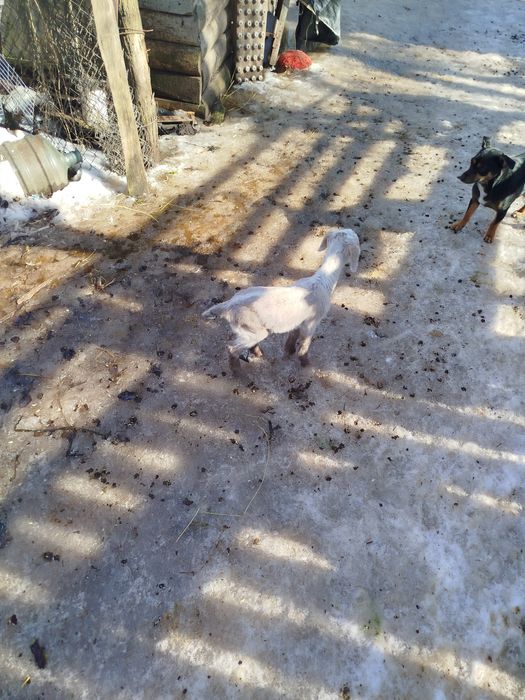 Продам Коза дойная