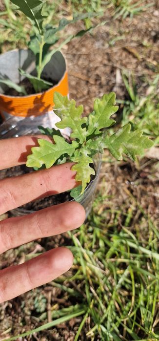 Carvalho bravo para plantar