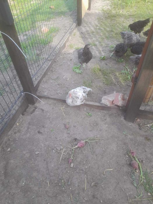 Koguty Australorp i Marans