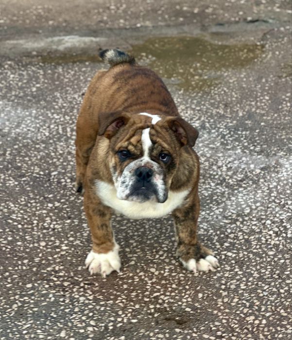 Bulldog ingles macho