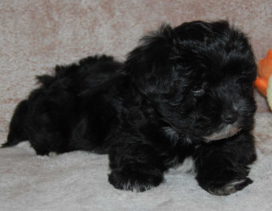 Hawańczyk śliczny  pieseky