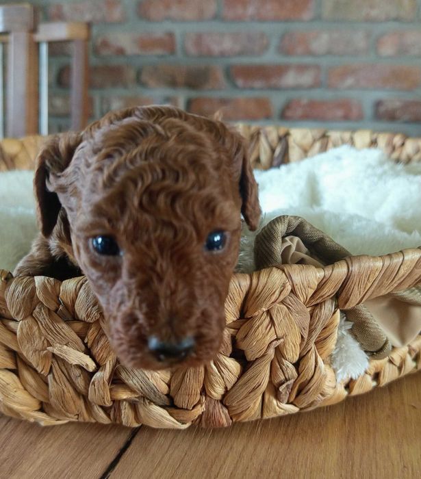 Pudel Toy w kolorze Brown