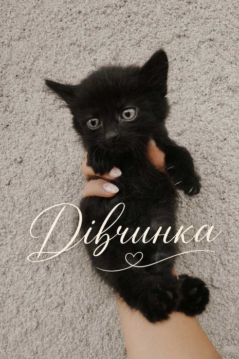 Кошенята в добрі руки