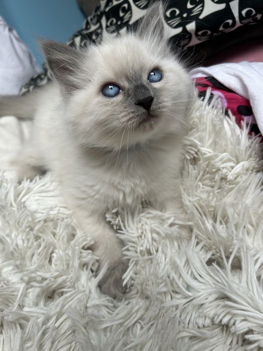 Kotla Ragdoll Zyta