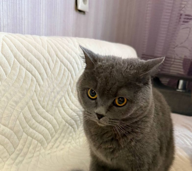 Британські весловухі кошенята