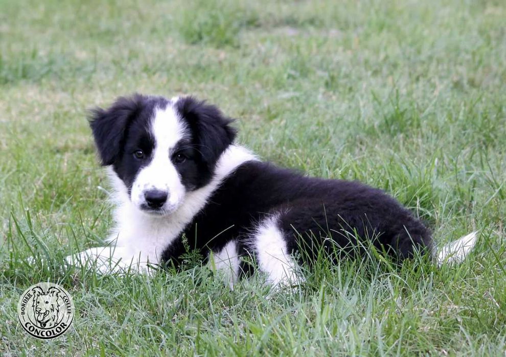 Border Collie Coli - piesek standard czarno-biały. Rodowód, przebadani rodzice.