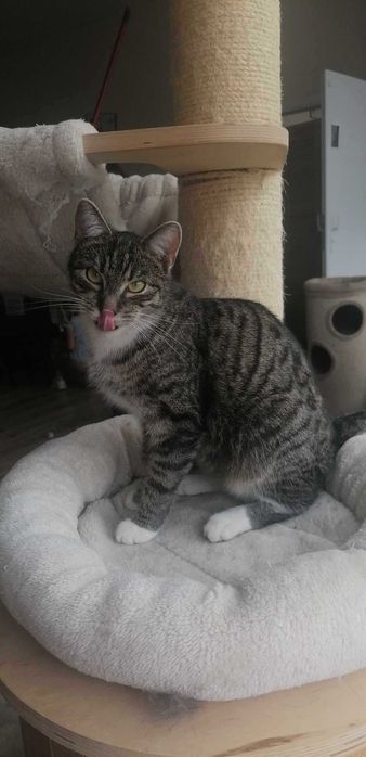 Słodki burasek szuka domu