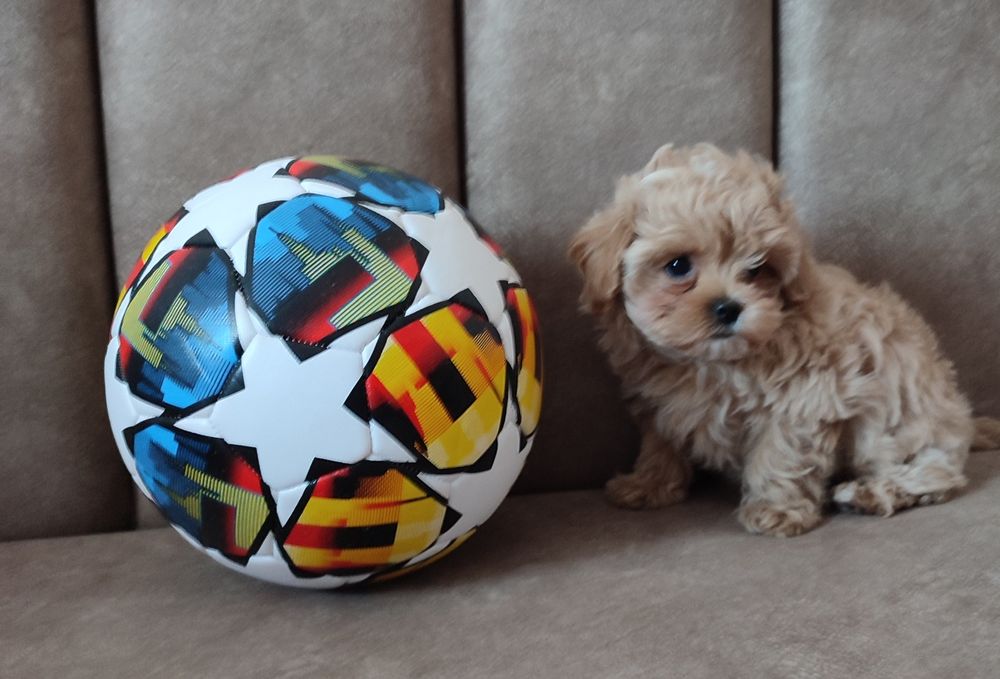 Цуценята мальтіпу f1