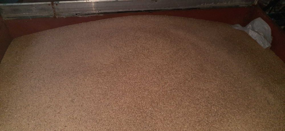 Owies, pszenica, pszenżyto, mieszanka jara sprzedam