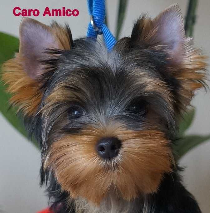 Yorkshire Terrier  -FCI ZKwP