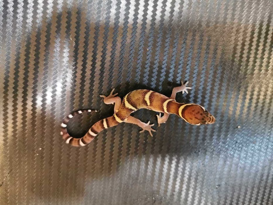 Coleonyx Mitratus