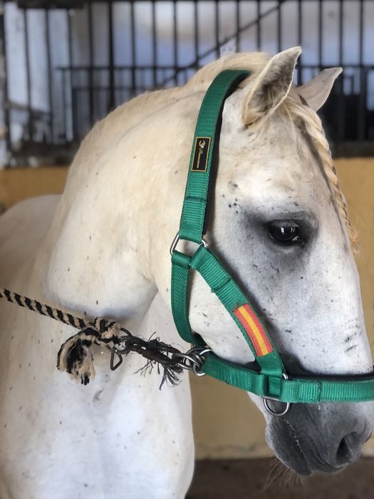 Cavalo cruzado de lusitano