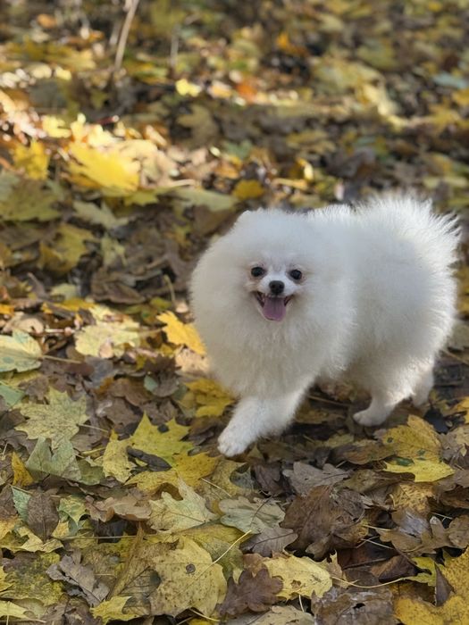 Померанський шпіц дівчинка міні
