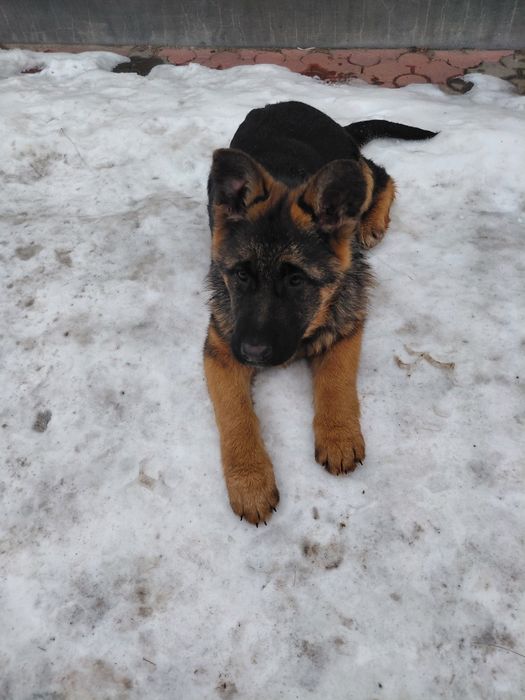 Німецька Вівчарка.