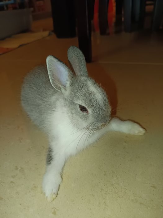 Coelhinha mini holandês