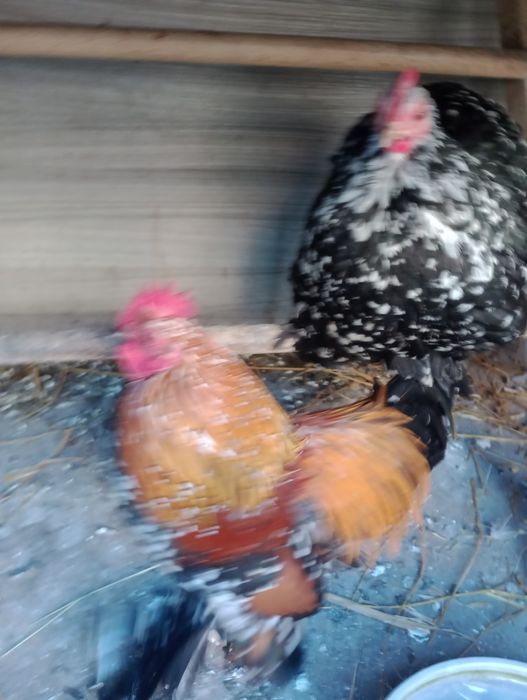 Kurki karzełki łapciate