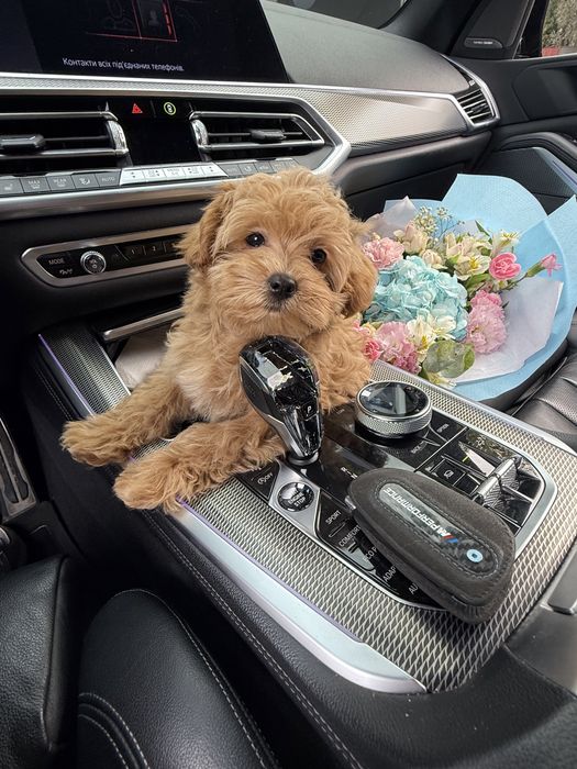 Шикарні мальтипу ф1