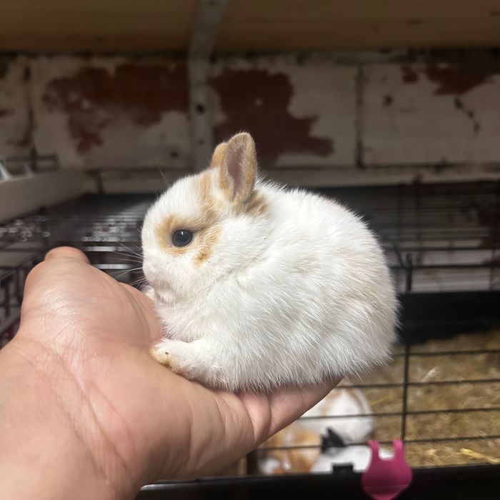 Coelhos Anões Netherland Dwarf