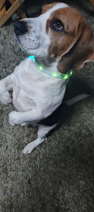 Світлодіодний Led Usb нашийник для собак.