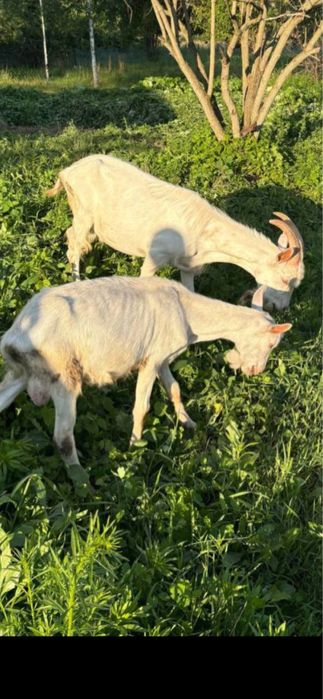 Козлик зааненский