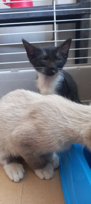 Bebés aos molhinhos