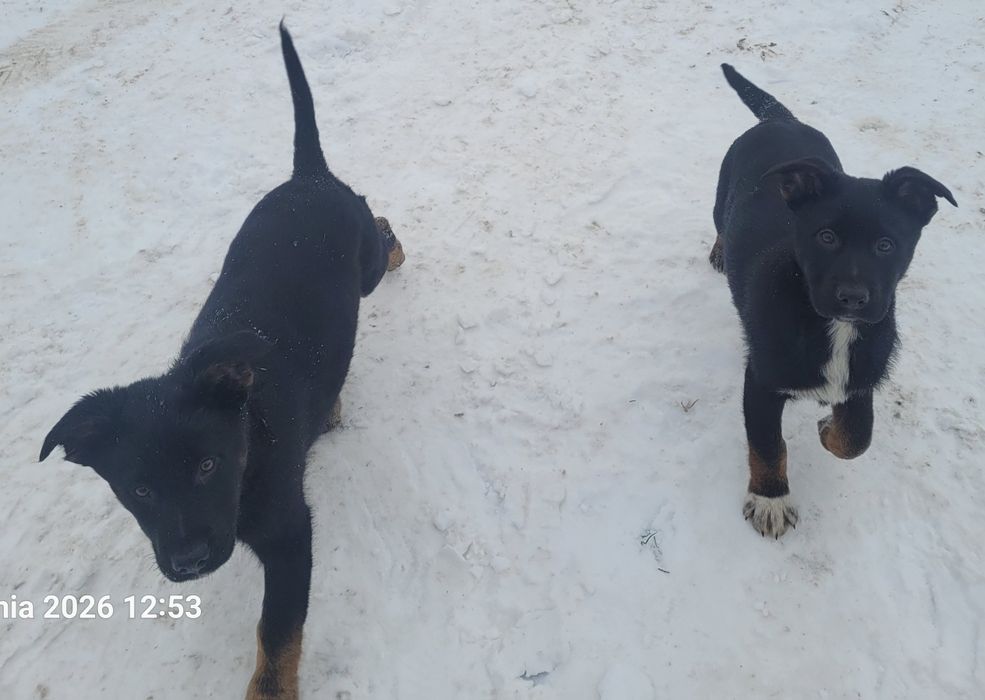 Oddam za darmo do adopcji 2 pieski.