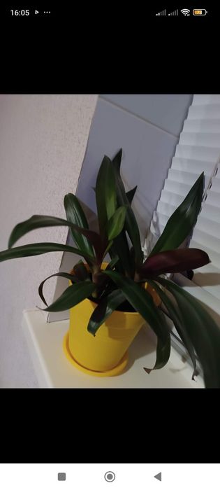 Продам вазон Рео. Ціна 200грн( разом із горщиком)