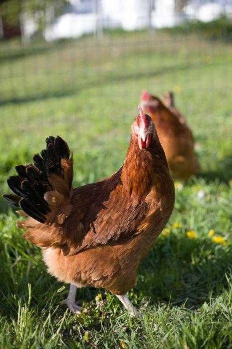 Kury nioski odchowane ROSA DOWÓZ GRATIS