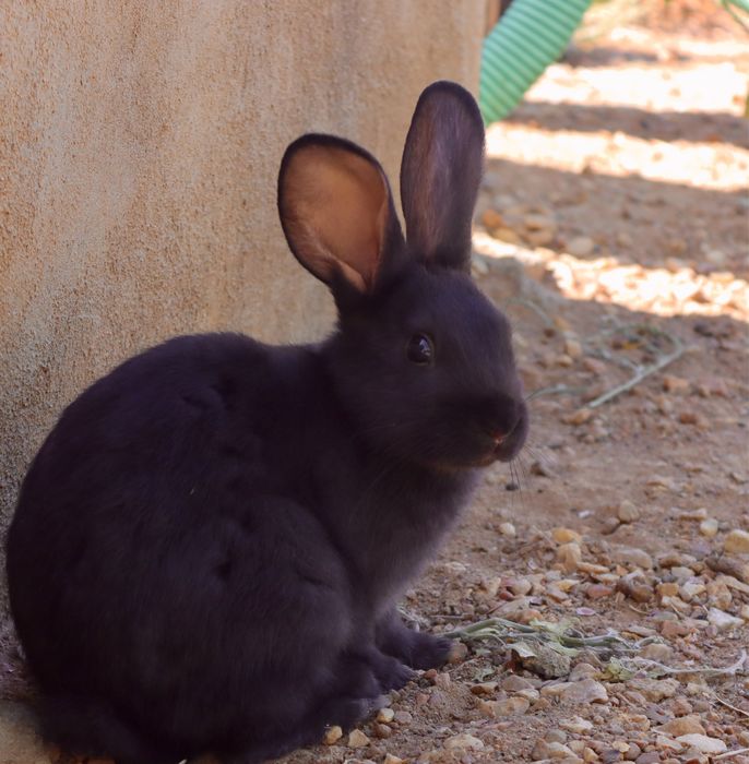Coelhos para engorda ou recria