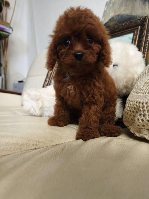 пудель Той пудель мини-пудель ксу