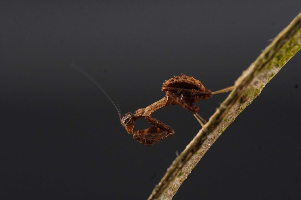 Psychomantis malayensis L2