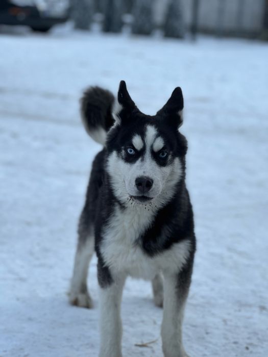 Syberian Husky Piesek