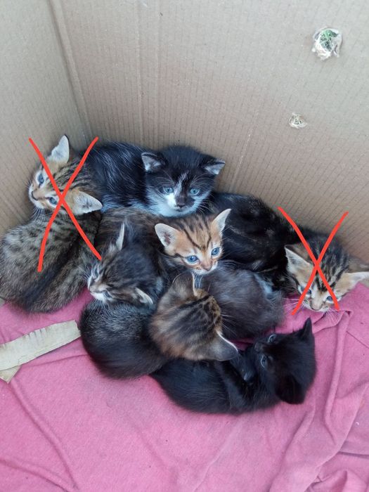 Отдам котят в добрые руки