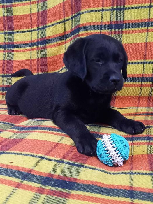 Цуценята лабрадори