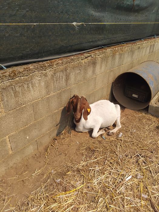 Cabra boer vendo