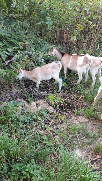Продам англо-нубійські кози і козлики.