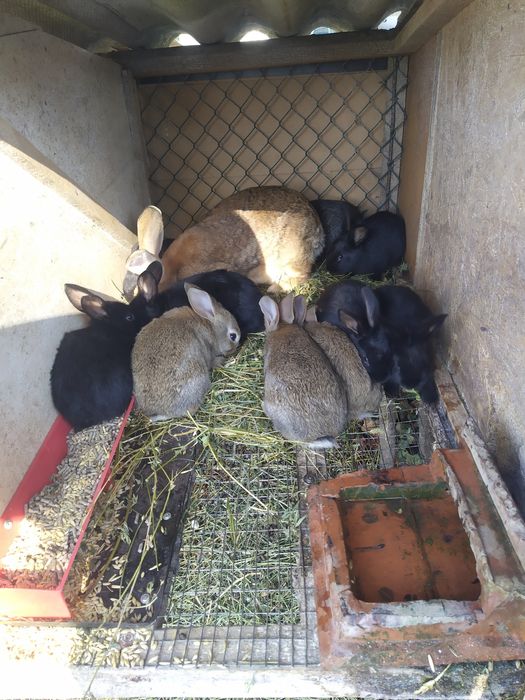 Полтавське Срібло Продам Молодняк Кролів Полтавське Срібло